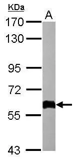 COL4A3BP antibody [C3], C-term